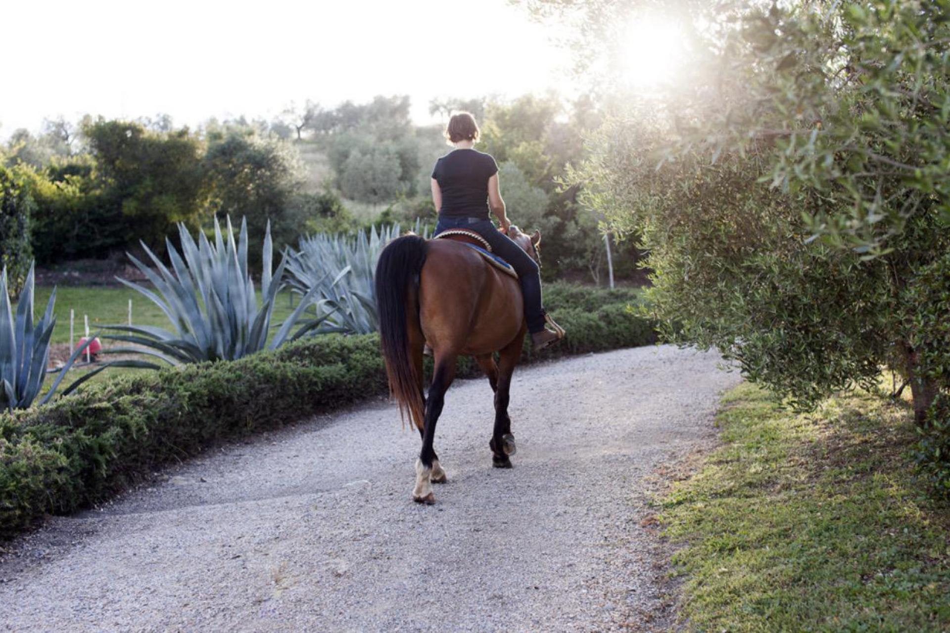 Authentic olive oil farm with nice riding school